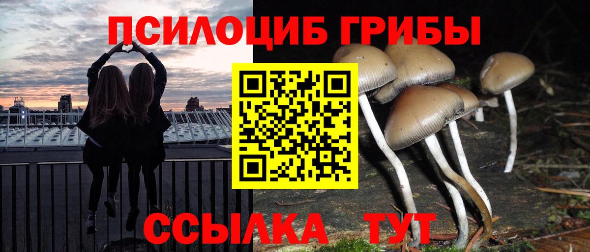 Галлюциногенные грибы Psilocybe Новочебоксарск